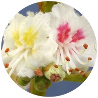 White Chestnut - Aesculus Hippocastanum