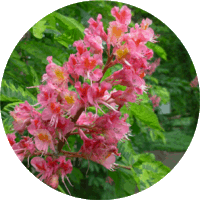 Aesculus Carnea