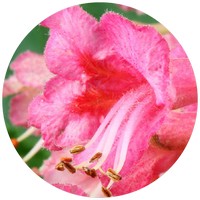 Aesculus Carnea