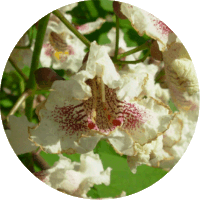 Catalpa