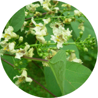 Catalpa Bignonioides - Catalpa Bungei