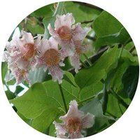 Catalpa Bignonioides - Catalpa Bungei