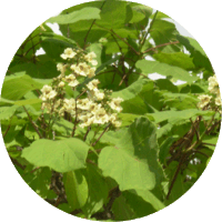 Catalpa Ovata