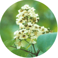 Catalpa Ovata
