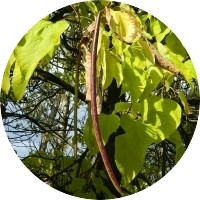 Catalpa Speciosa