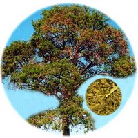 Erythroxylum Catuaba