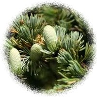 Cedrus Atlantica