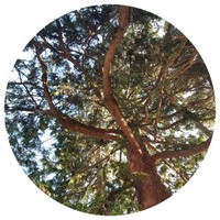 Cedrus Atlantica