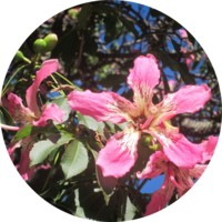 Ceiba Speciosa - Palo Borracho