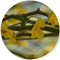 Palo Verde - Cercidium Microphyllum