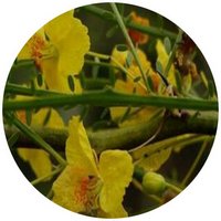 Palo Verde - Cercidium Aculeata - Parkinsonia Aculeata