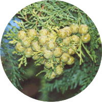 Chamaecyparis Obtusa