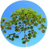 Cecropia Obtusifolia - Chancarro