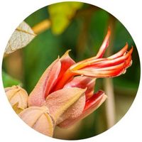 Chiranthodendron Pentadactylon