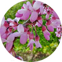 Ciclamor - Cercis Siliquastrum