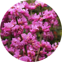 Ciclamor - Cercis Siliquastrum