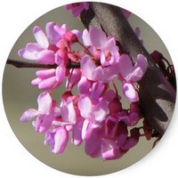 Ciclamor - Cercis