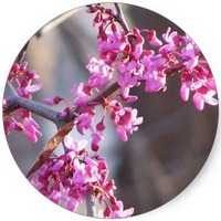 Cercis Siliquastrum