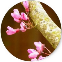 Ciclamor - Cercis Siliquastrum