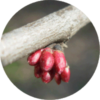 Ciclamor - Cercis