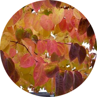 Cercis Yunnanensis