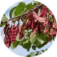 Cercis - Frutos