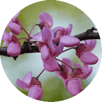 Cercis Siliquastrum