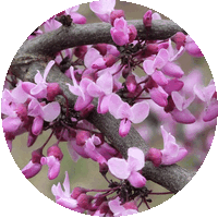 Cercis Chinensis