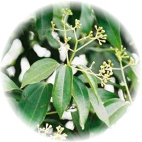 Cinamomo - Cinnamomum