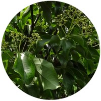 Cinnamomum