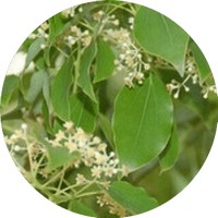 Cinnamomum