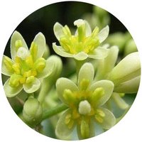 Cinnamomum Burmannii