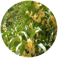 Cinnamomum Pedunculatum