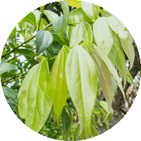 Cinnamomum Sieboldii