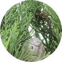 Cupressus Sempervirens