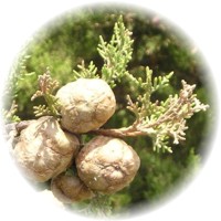 Cupressus Sempervirens