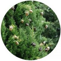 Cupressus Sempervirens