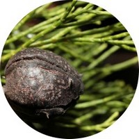 Callitris Intratropica