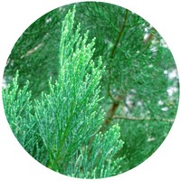 Callitris Intratropica