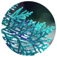 Blue Cypress - Callitris Intratropica