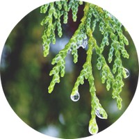 Callitris Glaucophylla