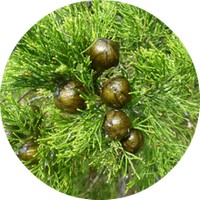 Callitris Glaucophylla