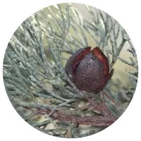 White Cypress - Callitris Glaucophylla