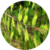 Taxodium Mucronatum-Swamp Cypress