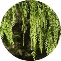 Chamaecyparis Nootkatensis - Cipres de Nootka