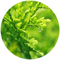 Chamaecyparis Nootkatensis