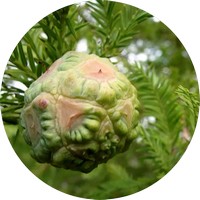 Taxodium Distichum - Falso Cipres de los Pantanos