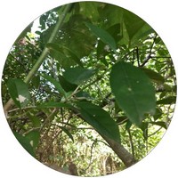 Citharexylum Spinosum