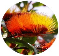 Combretum Rotundifolium - Monkey Brush