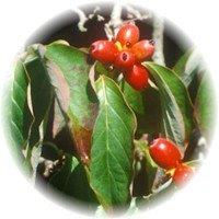 Cornelian cherry - Dogwood